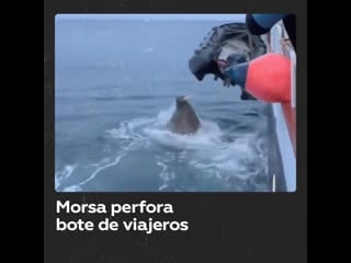 Mamá morsa perfora con sus colmillos afilados un bote de viajeros