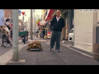 Японец выгуливает свою черепаху / taking his tortoise for a walk