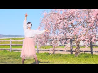 【ぽちゃり】僕らの街に愛が降る夜だ 踊ってみた【桜と強風】 niconico video sm38576391