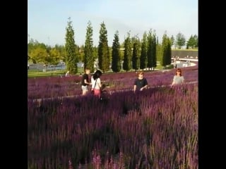 Mary han ukolova почти лаванда почти прованс