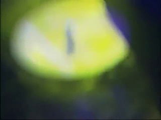 Lovestern galaktika project meets pulsedriver &amp; ole van dansk move for freedom live