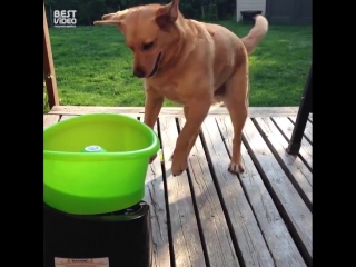 Песики развлекаются