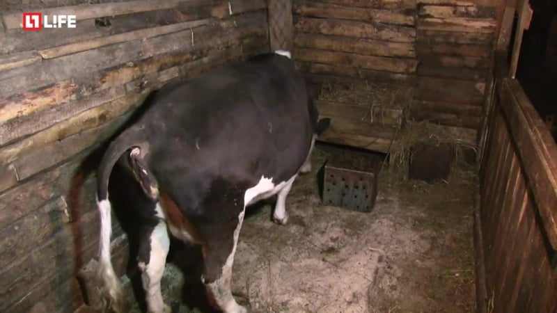 Корова рожает в прямом эфире