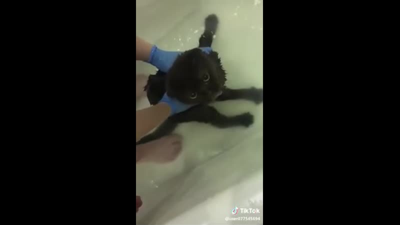 Кот матершинник