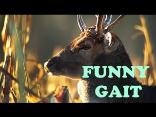 Fallow deer funny gait лань смешные походки