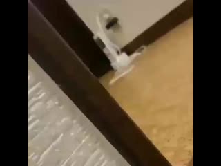 Videokucing id 20200601 215649 0 mp4