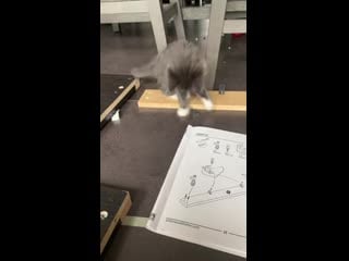 Dog’s may be man’s best friend, but cat’s are man’s best foreman