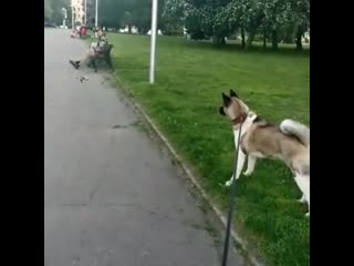 Trupers stars love story ( джуна )