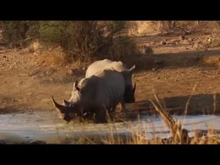 What an incredible sighting!! white rhinos fighting, that horn came very close to causing serious damage