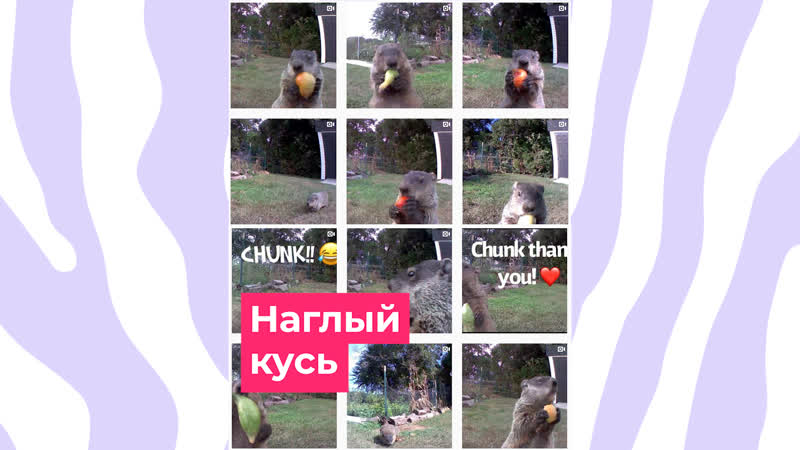 Пухлый сурок ворует овощи с огорода и ест их на камеру