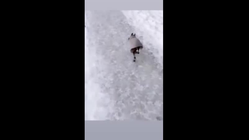 Двигаюсь без поводка
