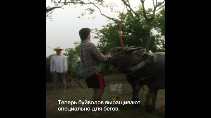 Гоночные буйволы в таиланде ставят рекорды