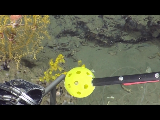 Imaging deep water corals nautilus live