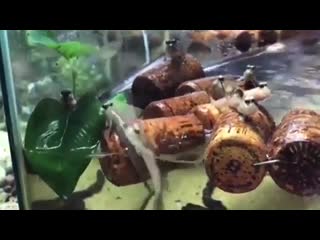 Mudskipper log rolling competition joy if this was a real event, @aquariumbarkind ( 344 x 612 ) mp4