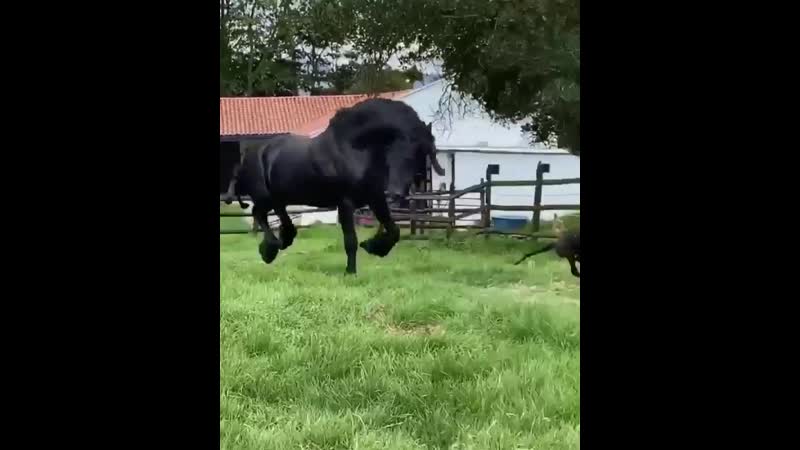 Фризский жеребец резвится с собакой