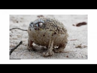 Angry squeaking anfisa