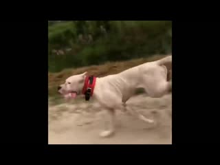 Dogo argentino best moments