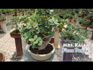 Ficus bonsai, genus, benghalensis, virens, panda, ginseng