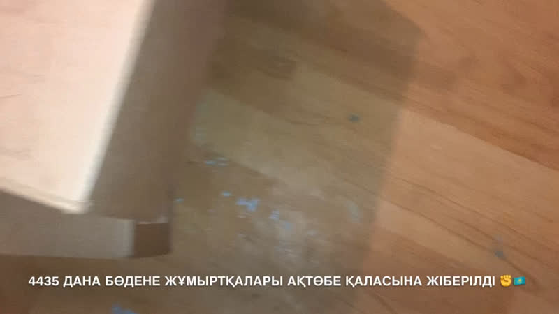 4435 дана бөдене жұмыртқалары ақтөбе қаласына жіберілді ✊🇰🇿