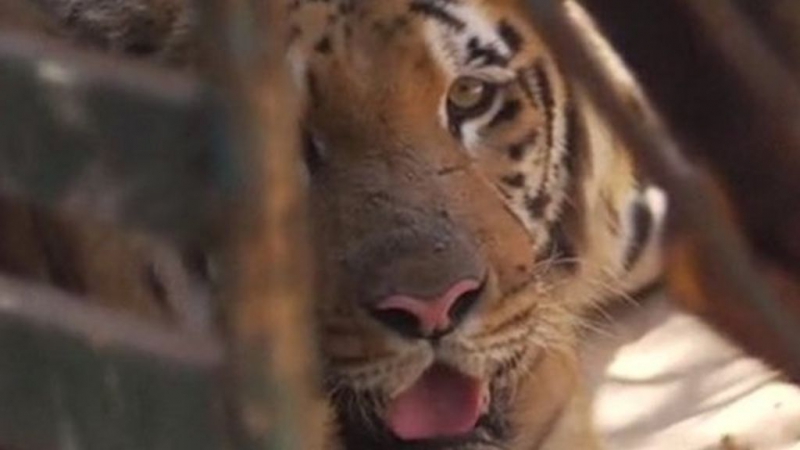 Последнего тигра увозят из зоопарка сектора газа