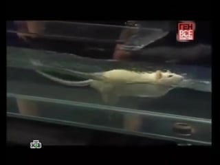 Ген всевластия эксперименты с крысами дидье дезора 720x540