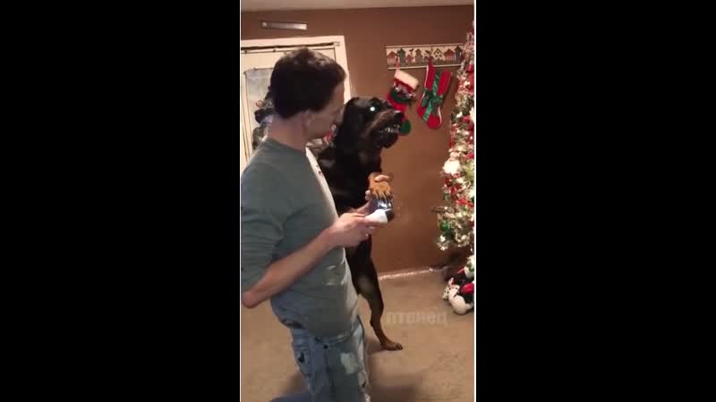 Добрый пёсик