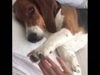 High five for humpday! • • • #wilma #bassetworld # лондон