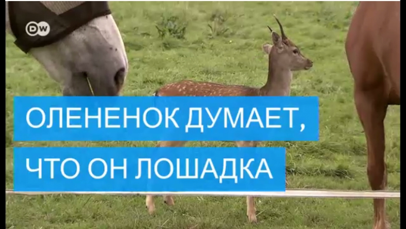 Олененок решил, что он лошадка