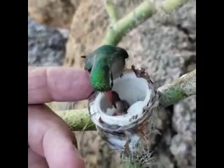 A tiny humming bird with its even smaller babies