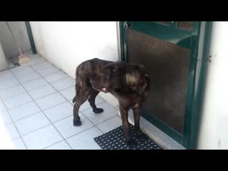 Кастро лаборейру castro laboreiro cão jovem chaos 1º 5º