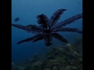 Go home fauna, you’re flora