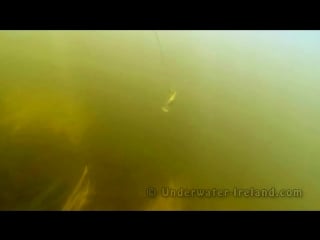 Pike porn salmo underwater fishing with lures hard baits strikes рыбалка щука атакует воблер