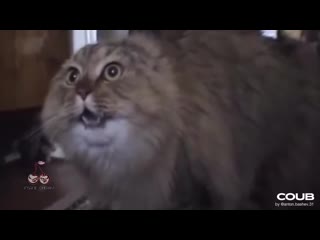 Tony igy astronomia (scared cat edition)] (2)