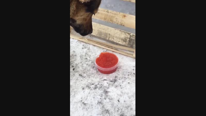 Не получишь макарон пока икру не сожрешь