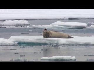 Оззи мэн комментирует тюлень с большими мечтами