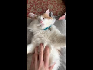 Got this little chap from our local shelter he was badly neglected, with lots of teeth missing and quite nervous previous owne