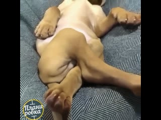 Самый главный защитник и любитель просто сладко поспать 😂