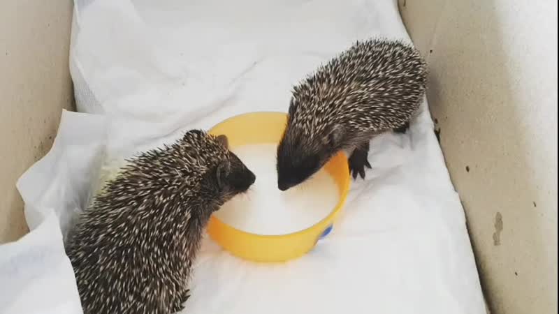 Мими и фифи