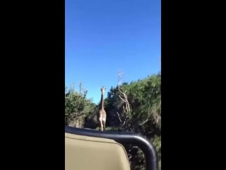 Welcome to jurassic park