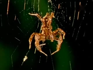 Пауки скакуны