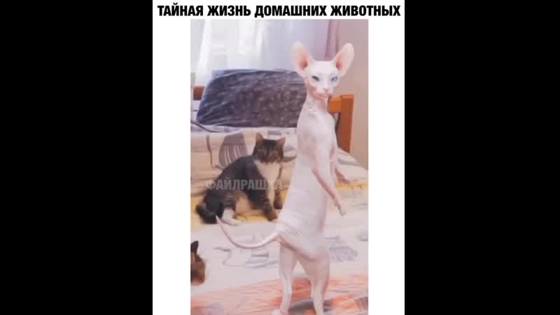 Вызвали стриптизершу 😂😂😂
