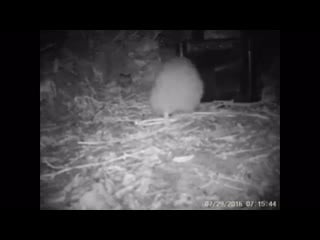 This kiwi bird just found the surprise food box in its enclosure and is so excited about it! from the orokonui ecosanctuary in n