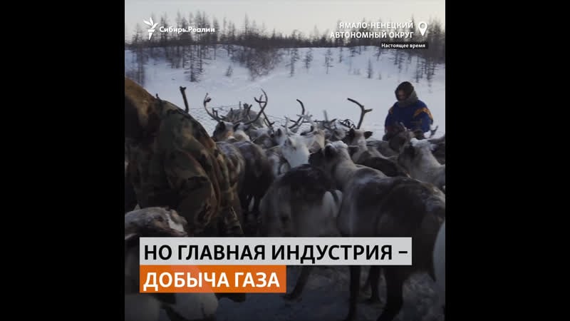 Без работы, охоты, рыбалки и ягод, но рядом с газом как живут на ямале | сибирь реалии