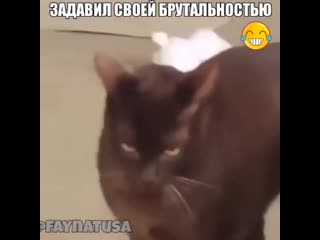 Задавил такой своей брутальностью