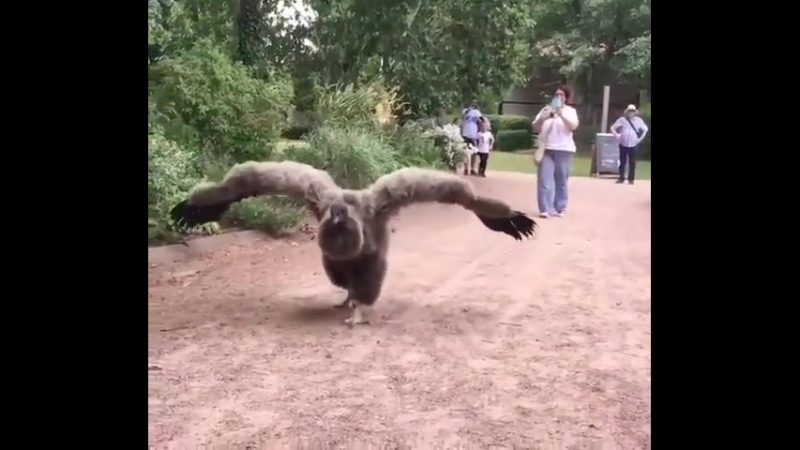 Кондор любит мороженное [о]