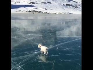 Pupper hikes lago bianco