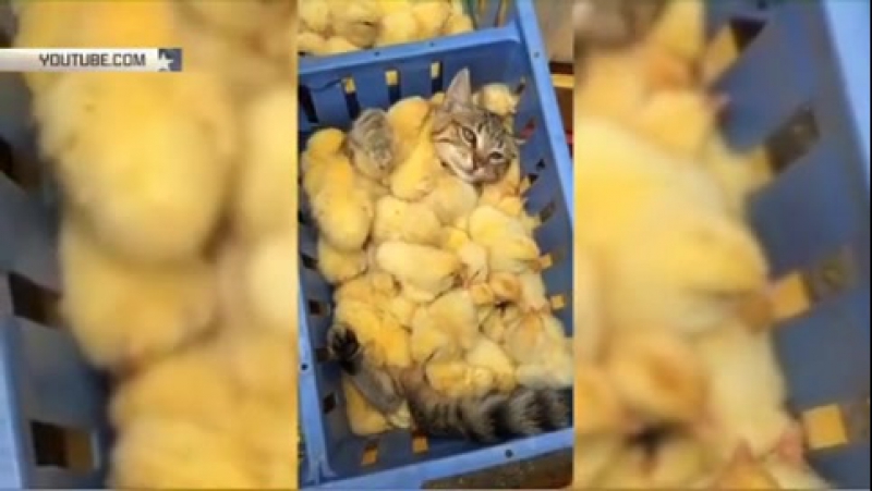 Кот зарылся в куче теплых цыплят