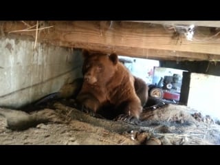 Big ass brown bear up close and personal