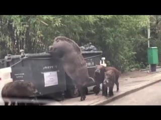 Humongous wild boar dubbed 'pigzilla' caught rummaging through bins 'just a few feet from primary school