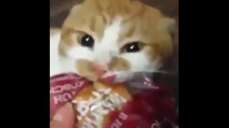 Боря, отдай булку